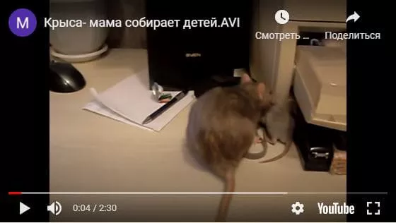 видео с крысами